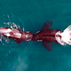 Illustration for article titled The Most Amazing Science Images Of 2014